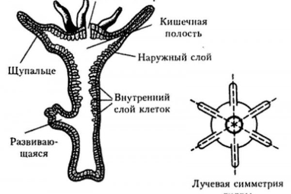 Блэкспрут зеркало кракен