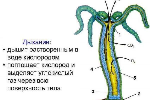 Kraken17at